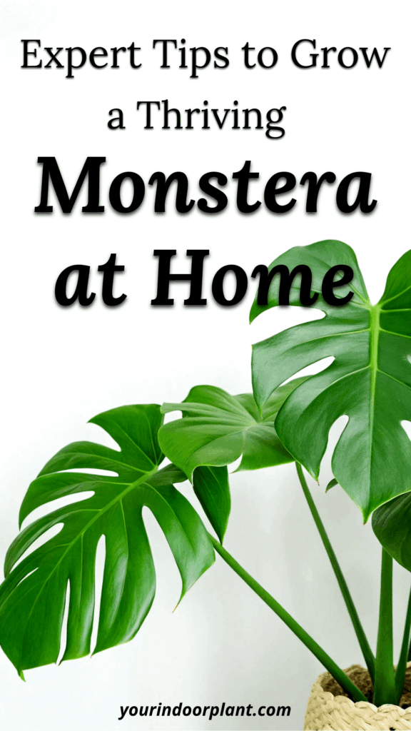 how to care for Monstera