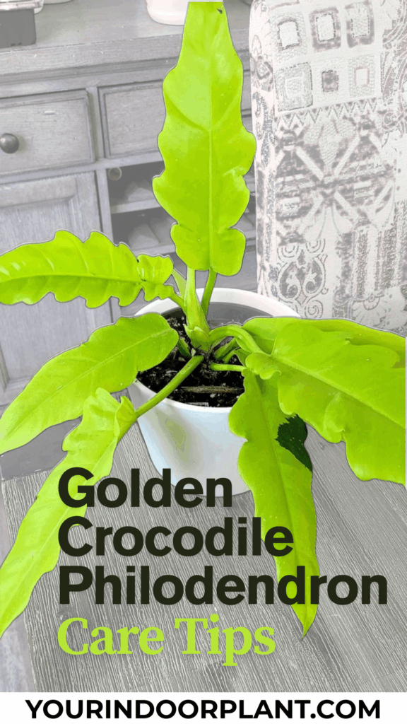 Golden Crocodile Philodendron Care & Propagation