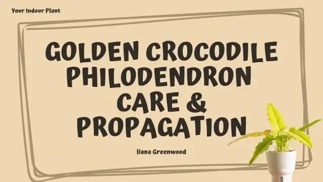 Golden Crocodile Philodendron Care & Propagation