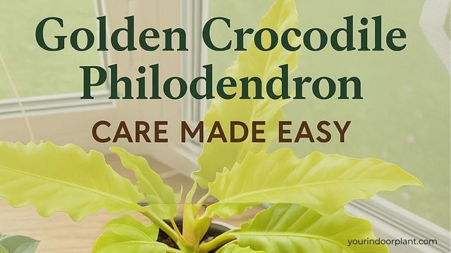 Golden Crocodile Philodendron Care & Propagation