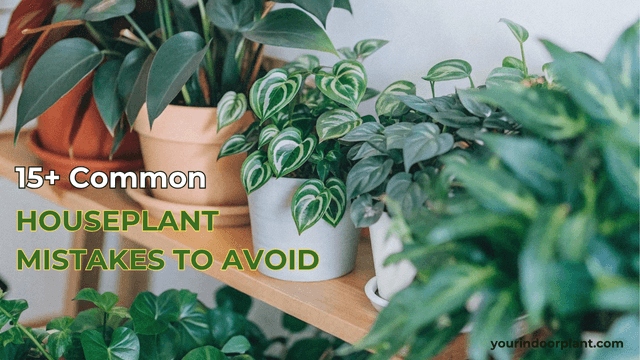 Houseplant Mistakes to Avoid