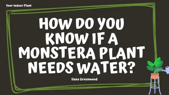 How Do You Know If a Monstera Plant Needs Water