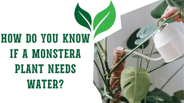 How Do You Know If a Monstera Plant Needs Water