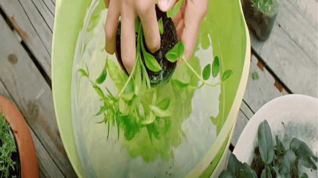How to Clean Houseplants