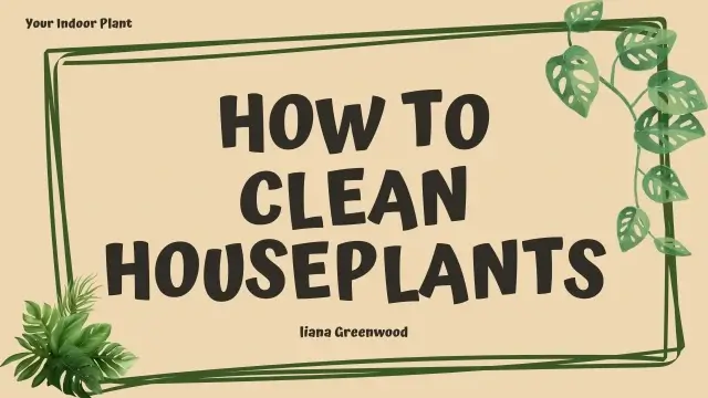 How to Clean Houseplants