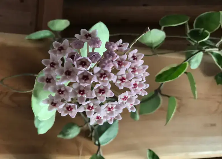 Hoya flower