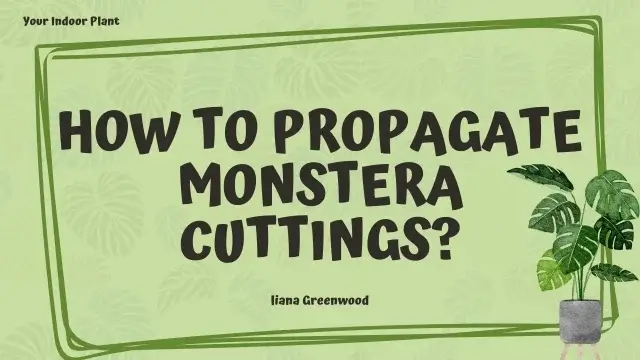 How to Propagate Monstera Cuttings