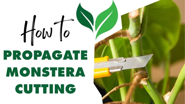 How to Propagate Monstera Cuttings