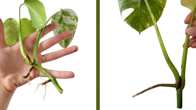 Rooted Monstera cutting in water after 3 weeks of propagation