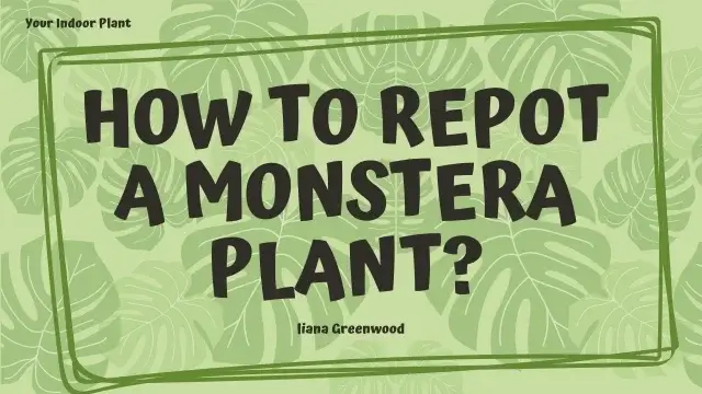 How to Repot a Monstera Plant
