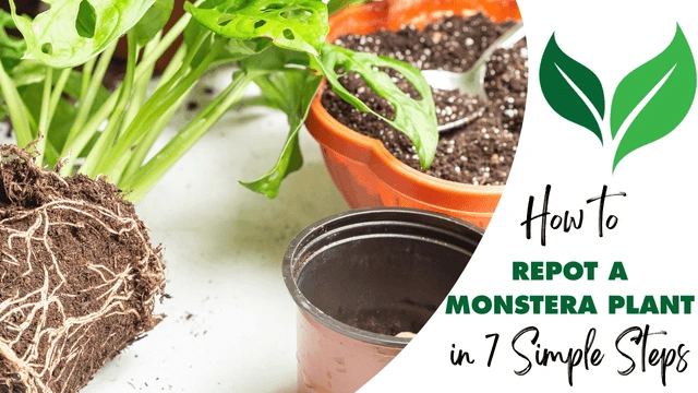 How to Repot a Monstera Plant