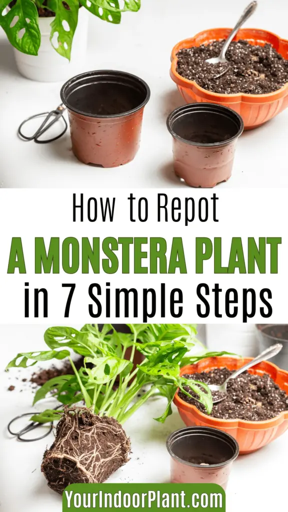How to Repot a Monstera Plant