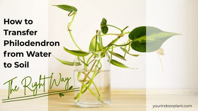 How to Transfer Philodendron from Water to Soil