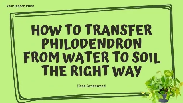 How to Transfer Philodendron from Water to Soil