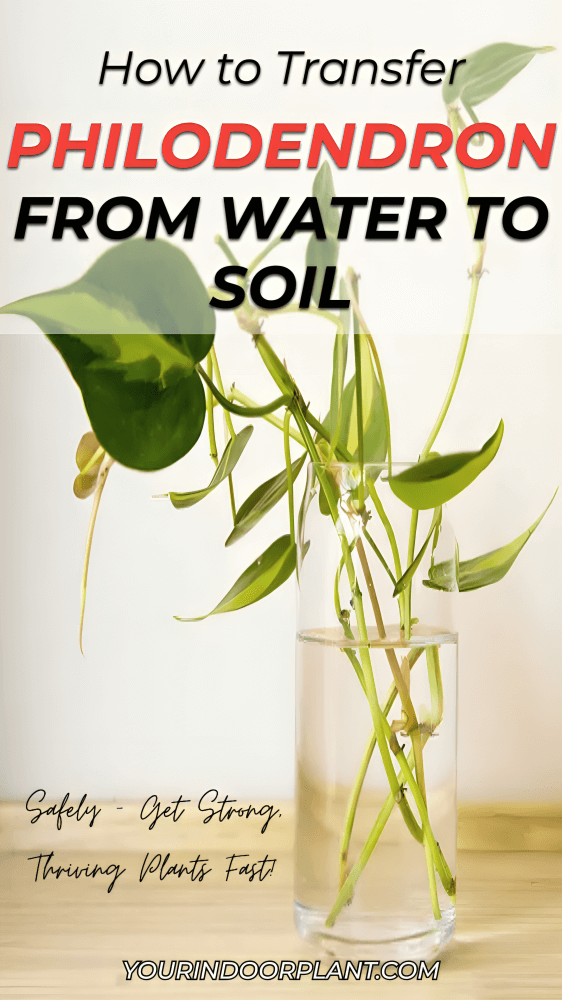 How to Transfer Philodendron from Water to Soil