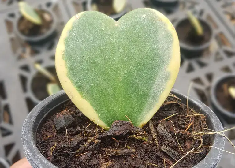 Hoya Plant