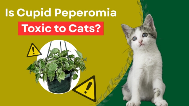 Is Cupid Peperomia Toxic to Cats