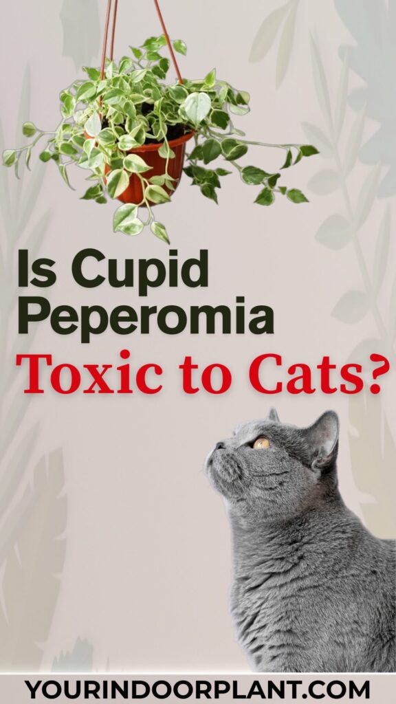 Is Cupid Peperomia Toxic to Cats?