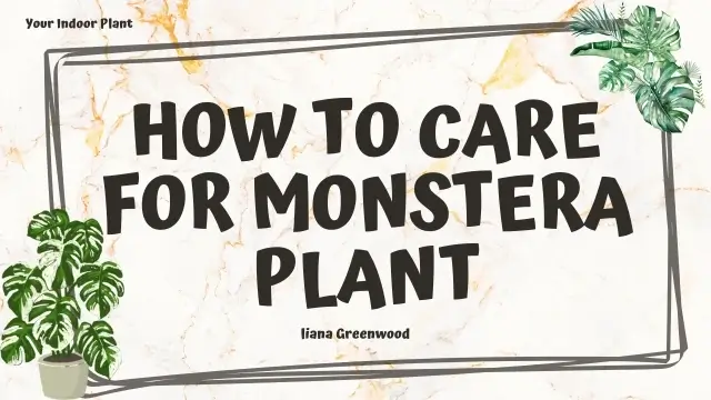 how to care for monstera plant