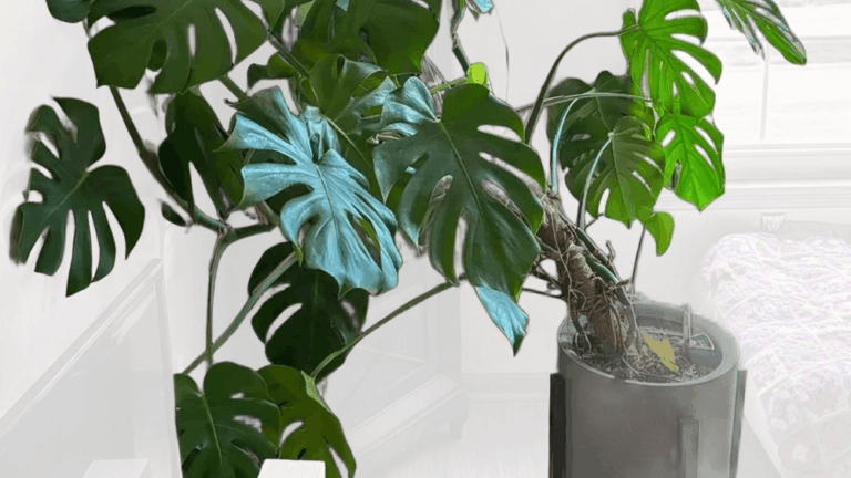 Monstera Drainage Hacks
