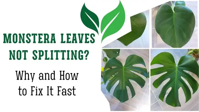 Monstera Leaves Not Splitting