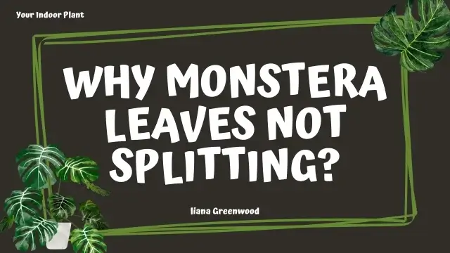 Why Monstera Leaves Not Splitting?