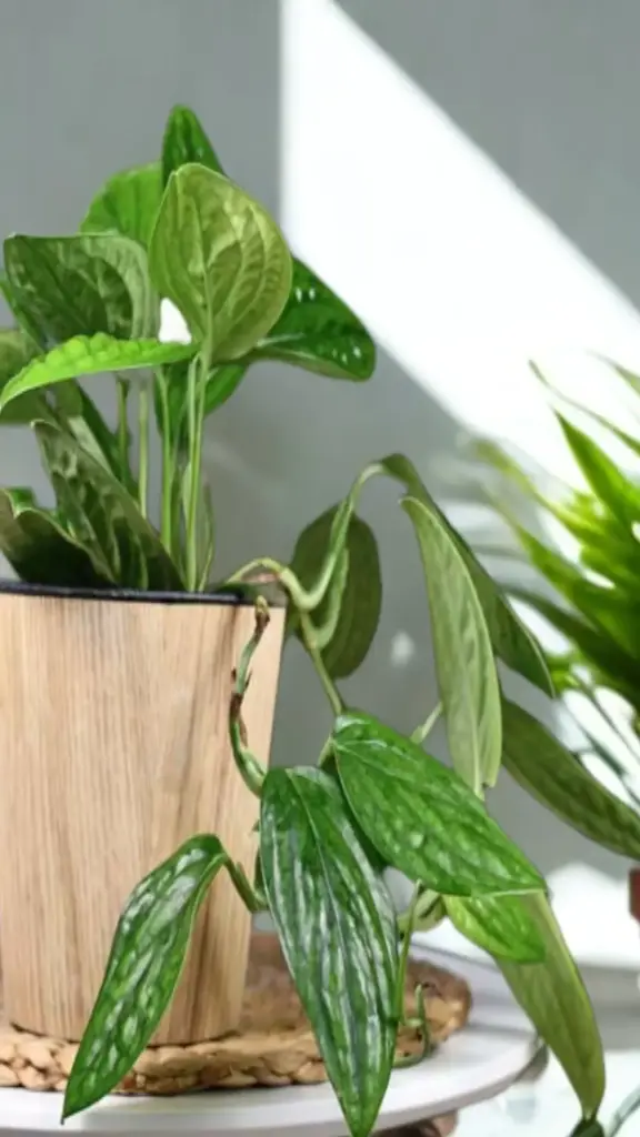 Monstera Peru (M. karstenianum)