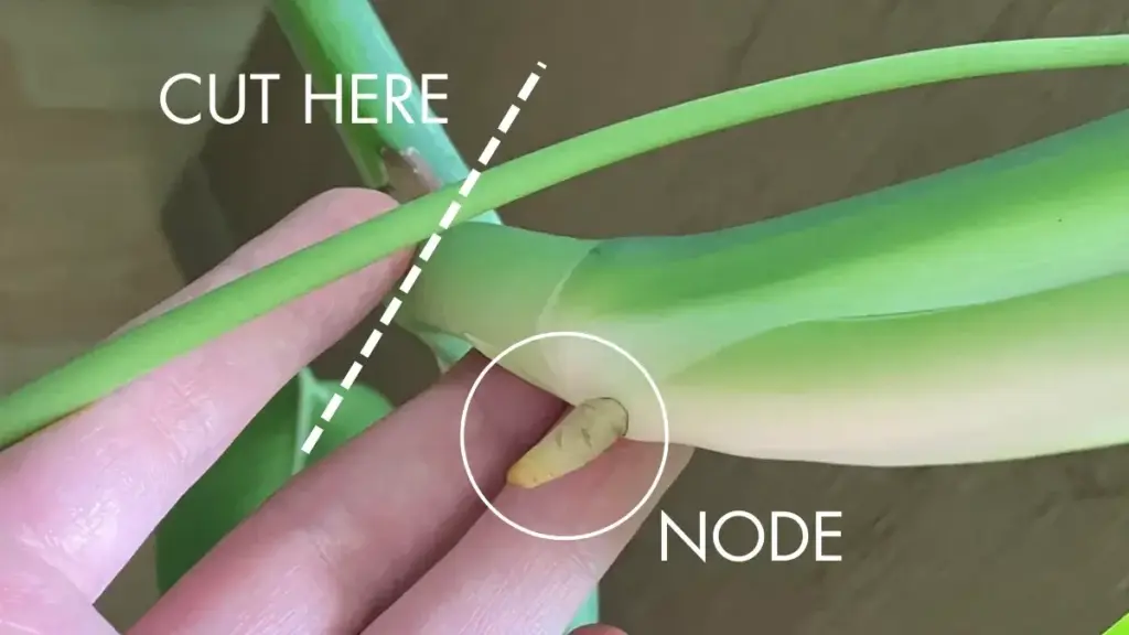 Pruning Monstera