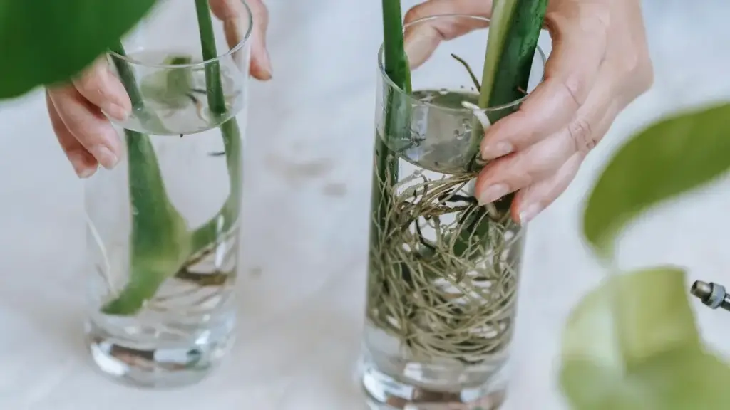 Monstera Water propagation