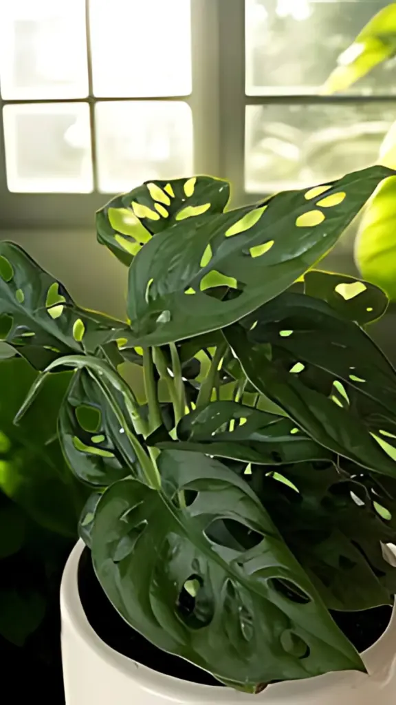 Monstera adansonii (Adanson’s Monstera)