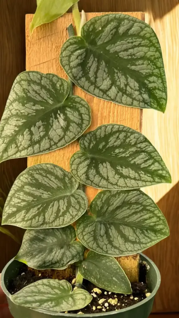Monstera dubia
