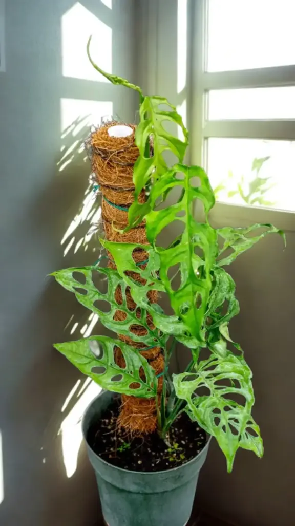 Monstera obliqua
