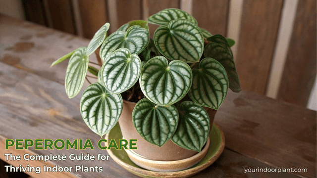 Peperomia Care