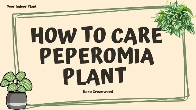How to Care Peperomia plant
