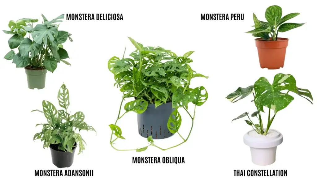 Popular monstera varieties