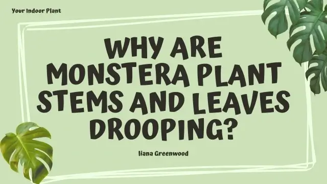 Why Are Monstera Plant Stems and Leaves Drooping?