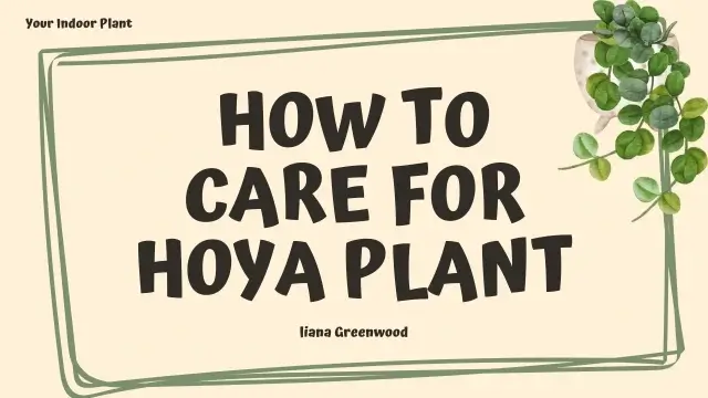 How to care for hoya plant