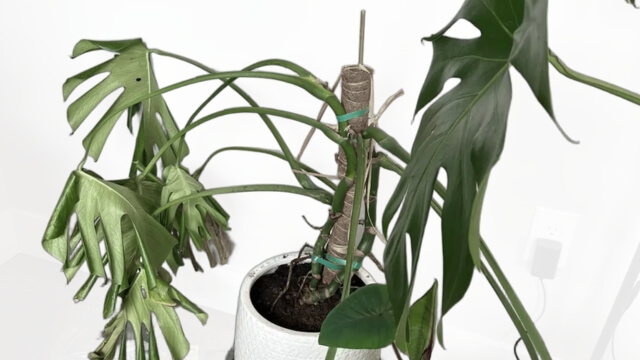 Why Are Monstera Plant Stems and Leaves Drooping?