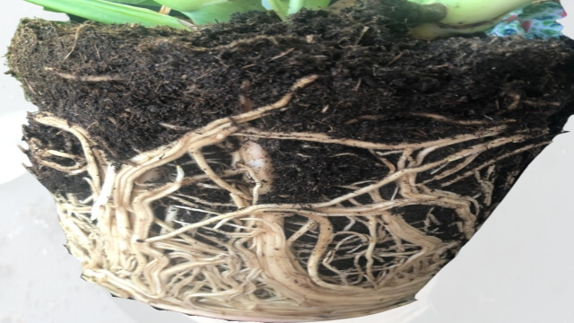 Rootbound Monstera roots circling pot