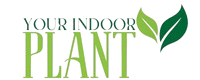 Your Indoor Plant