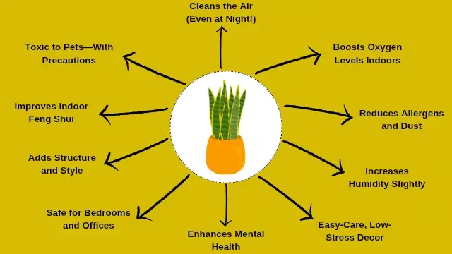 10 Benefits of snake plant in your house