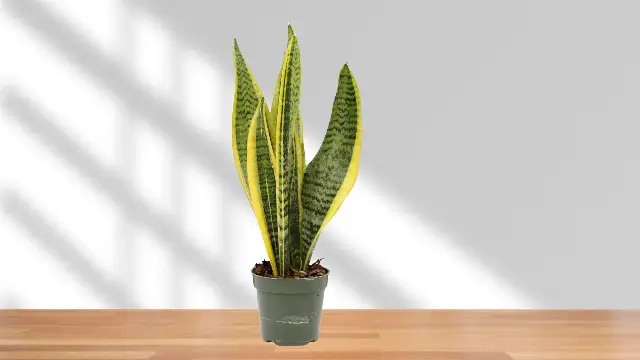 Dracaena trifasciata ‘Laurentii’