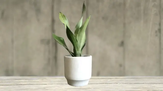 Dracaena trifasciata ‘Moonshine’