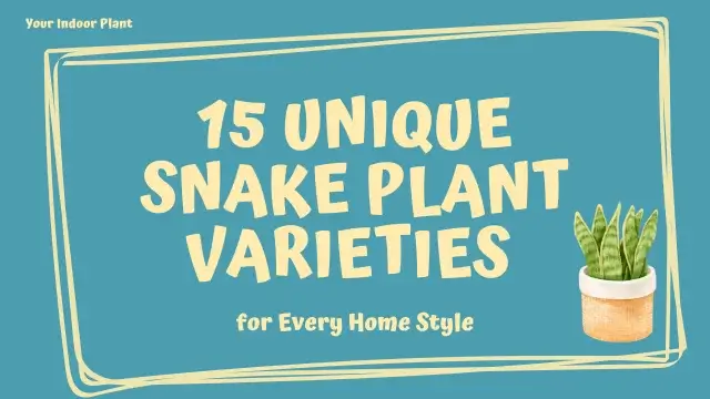 Snake Plant Varieties