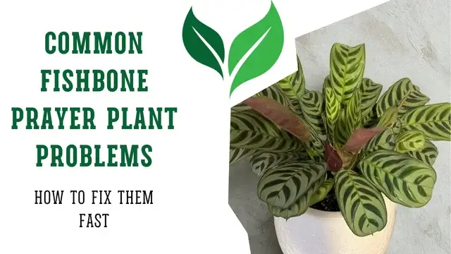 Fishbone Prayer Plant Problems