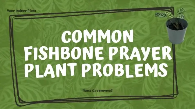 Fishbone Prayer Plant Problems