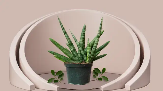 Snake Plant Varieties: 16 Unique Types for Your Home 14 Sansevieria Starfish variety with stubby leaves fanned out like a star