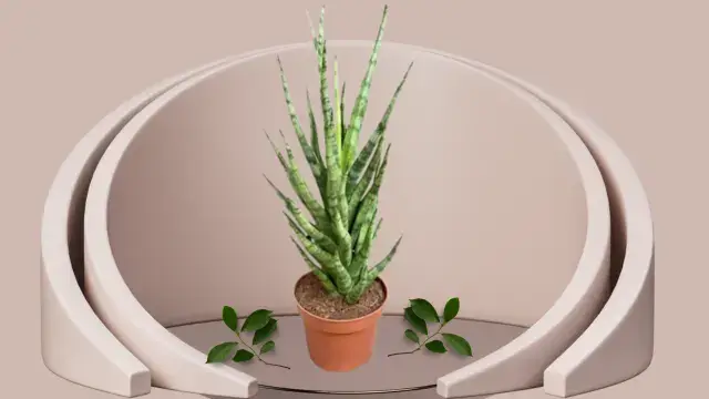 Snake Plant Varieties: 16 Unique Types for Your Home 13 Sansevieria Angolensis with tall tubular spear-like green leaves