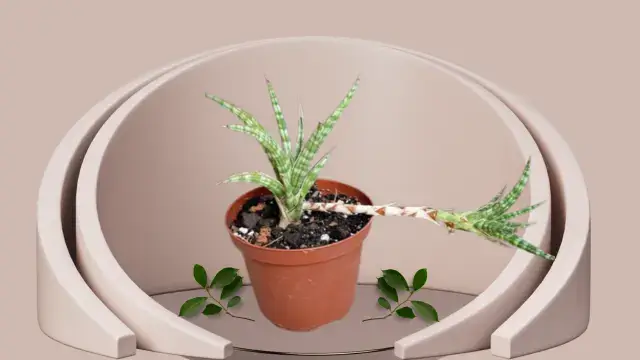 Snake Plant Varieties: 16 Unique Types for Your Home 10 Miniature Sansevieria Ballyi with tube-shaped green leaves and red tips