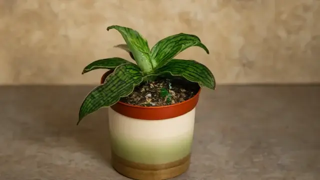 Snake Plant Varieties: 16 Unique Types for Your Home 16 Rare Sansevieria Cleopatra with mosaic-like patterned leaves edged in red